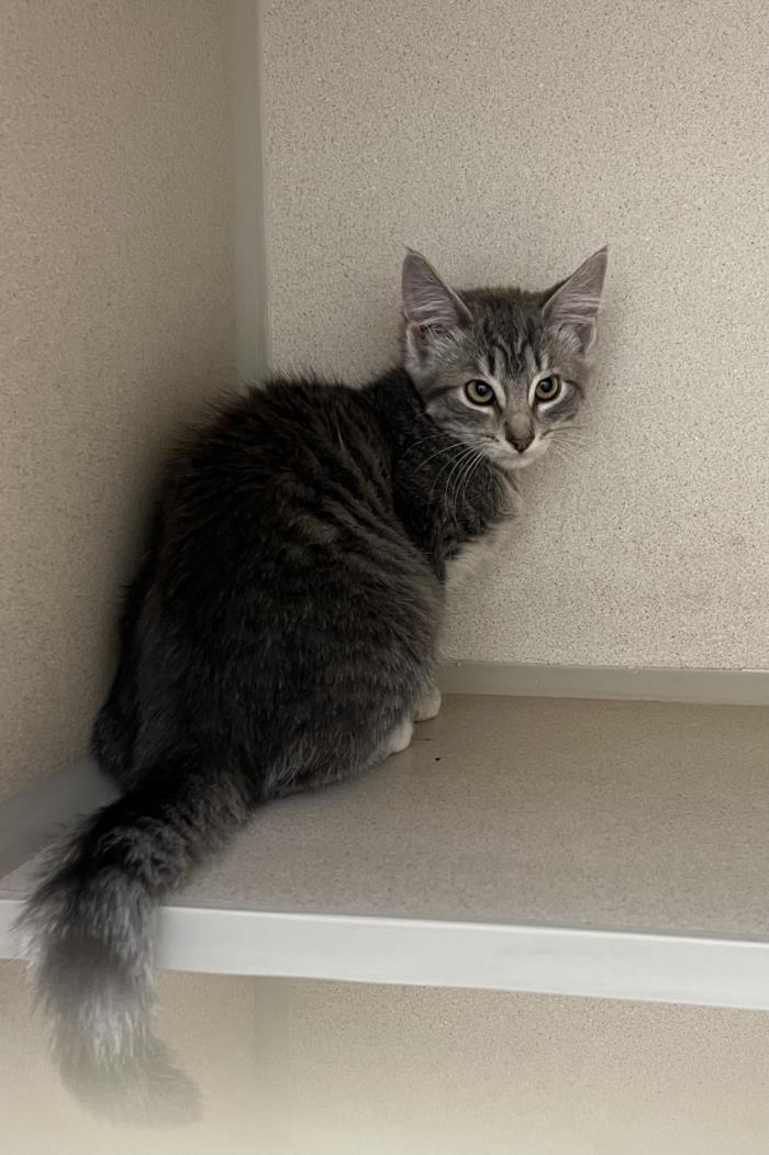 This was her profile picture from the shelter c: