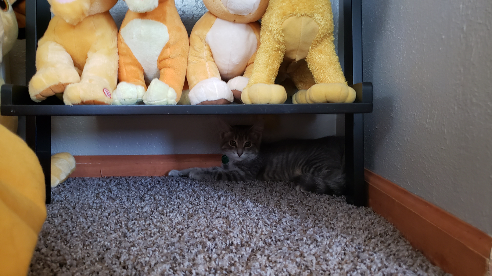 Hiding when I first took her home.