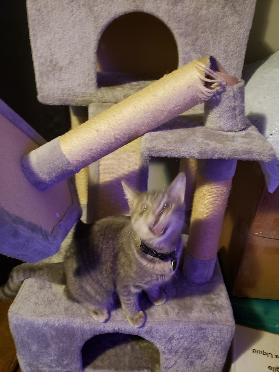 She had a lot to say about her tree breaking.