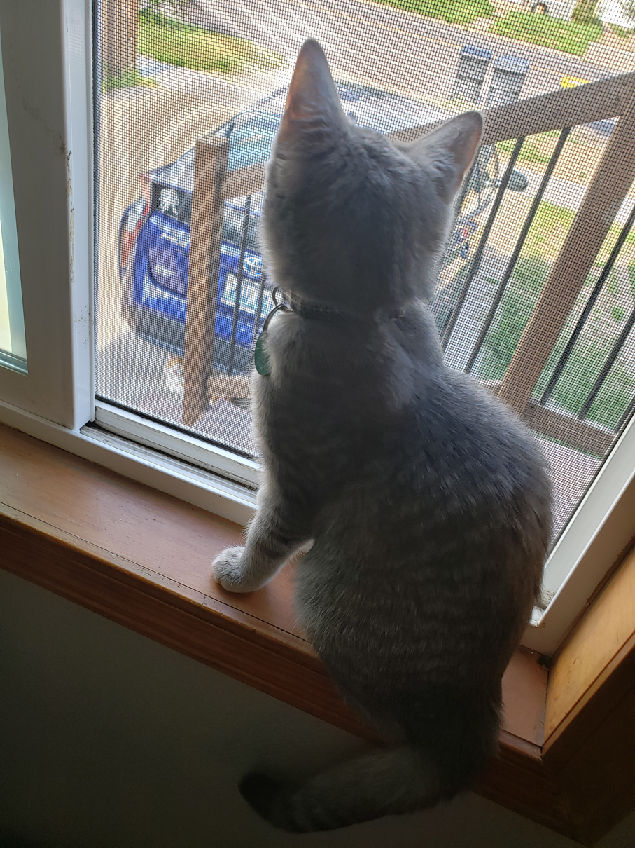 Watching one of the many cats that lived in the neighborhood.