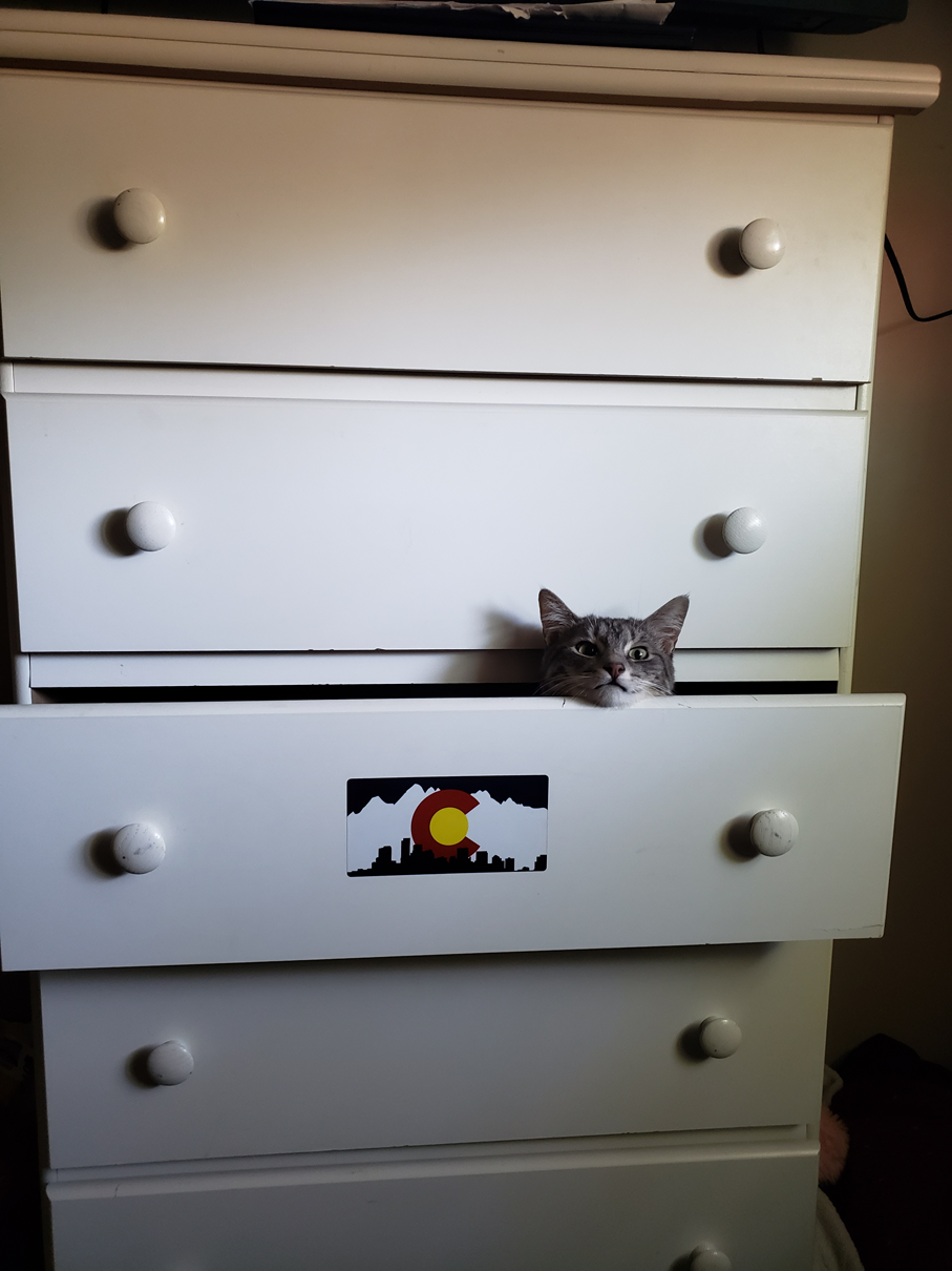 I don't like when she climbs into the dresser, but she can be sneaky.