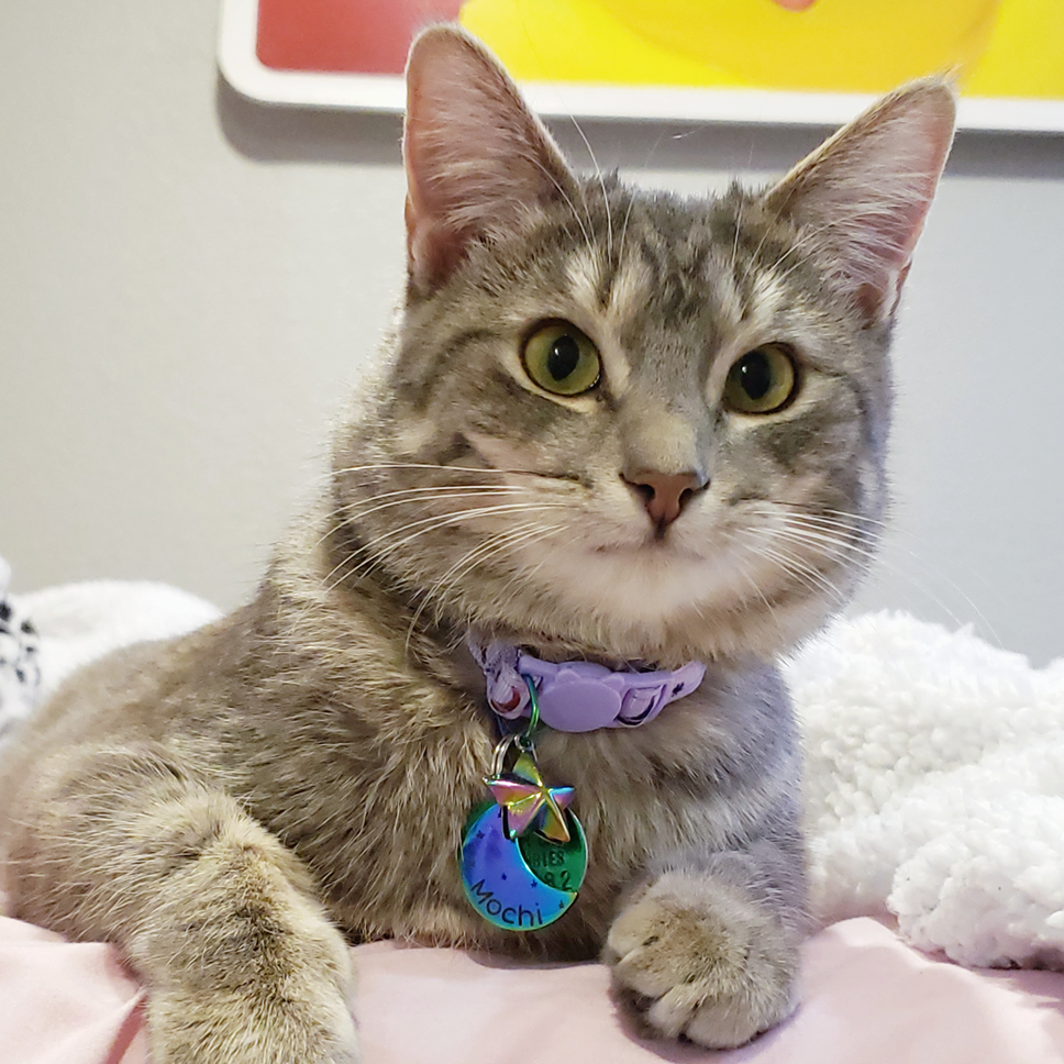 I think her collar tag is so cute.